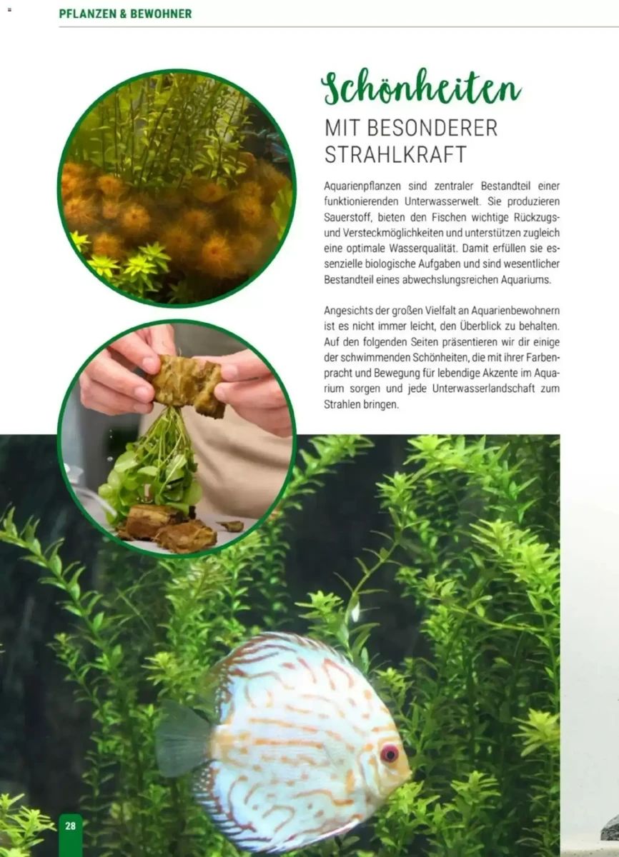 Prospekt Zookauf, Seite 28 von 56