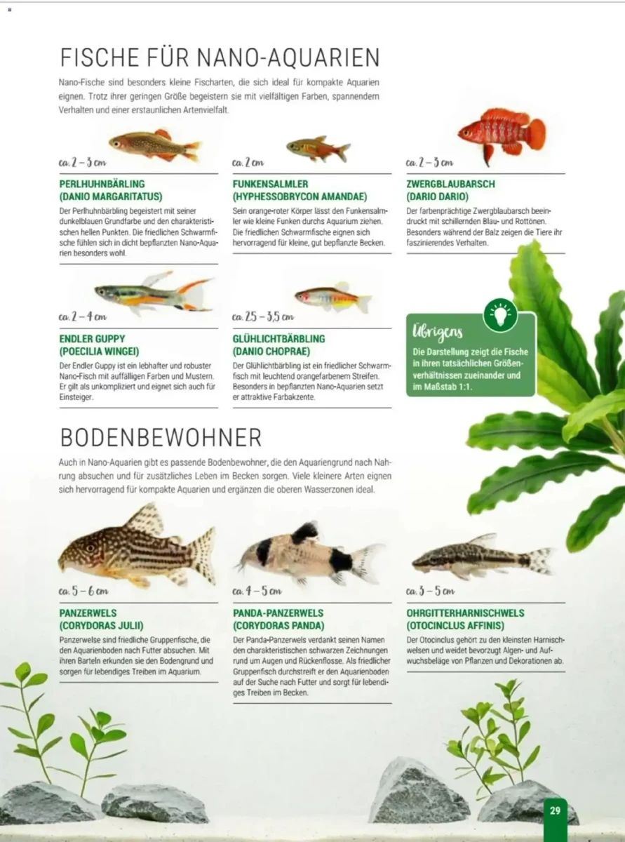 Prospekt Zookauf, Seite 29 von 56