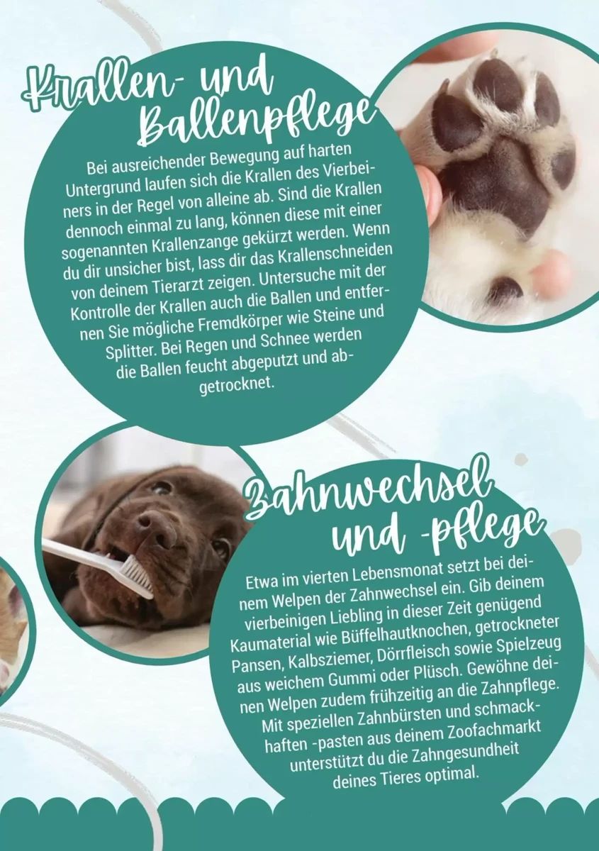Prospekt Zookauf, Seite 11 von 16