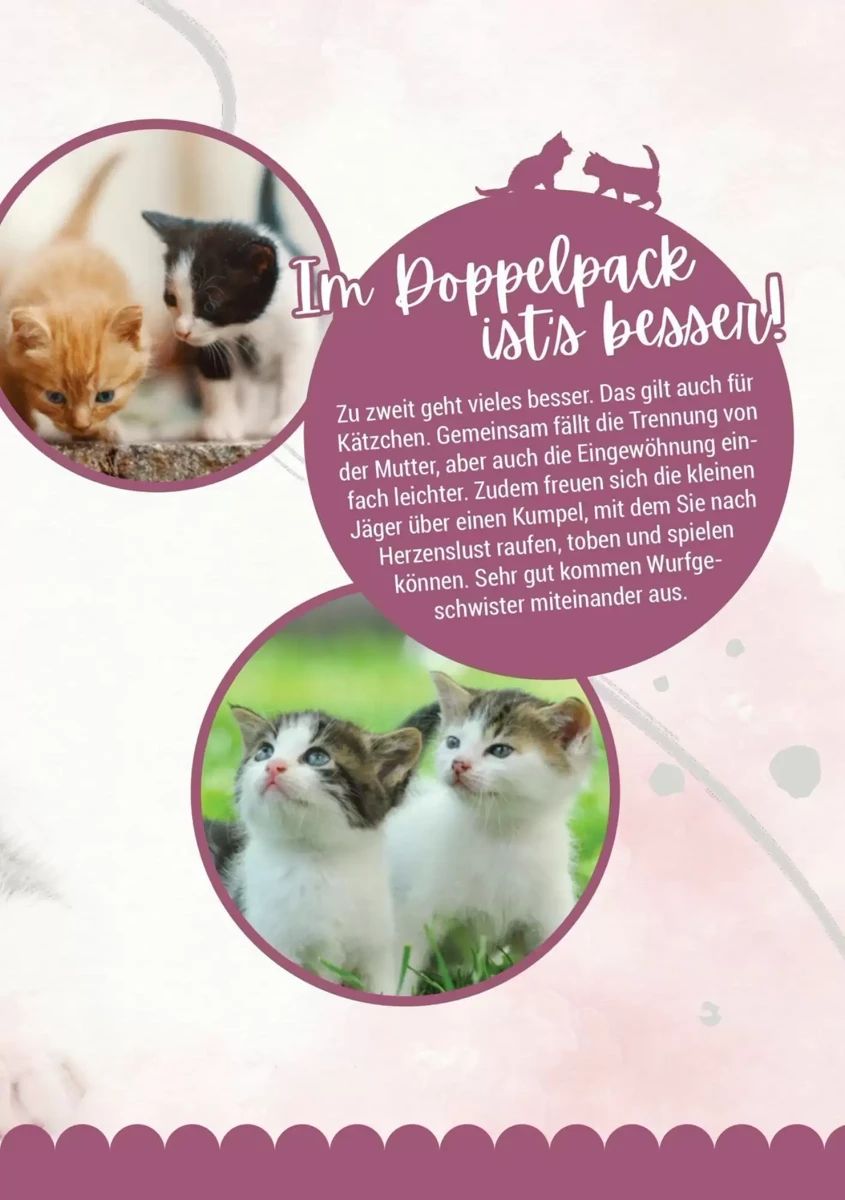 Prospekt Zookauf, Seite 13 von 16